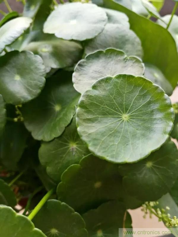 手機(jī)單鏡頭和雙鏡頭設(shè)計(jì)有什么區(qū)別？