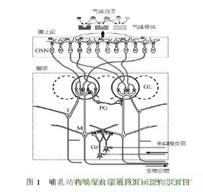 仿生傳感器的定義、原理、分類及應(yīng)用